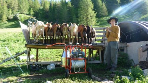 Milking the goats at la Vacherie