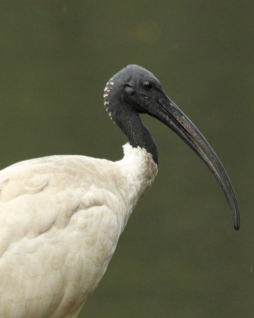 White Ibis; ugly, noisy and spreaders and eaters of garbage. Yet they can almost look noble.