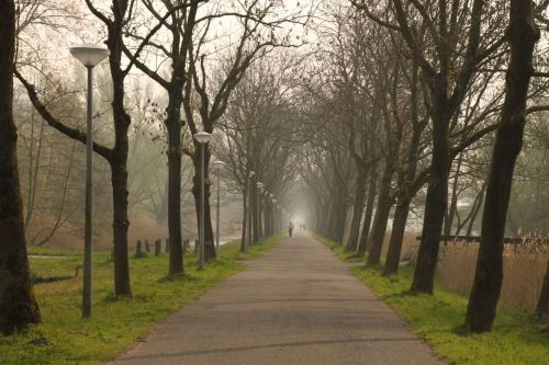 A bit of mist in the car-free avenue that is Kalfjeslaan, a great path out of Amsterdam. 