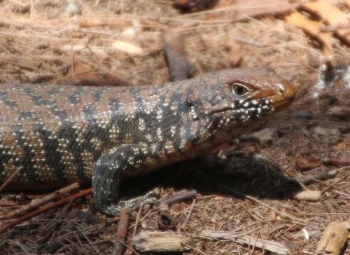 A water skink. 